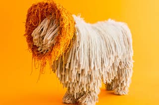 A dog with long, tangled, mop-like fur standing against a plain background. The dog has an orange yarn mane resembling a lion's mane